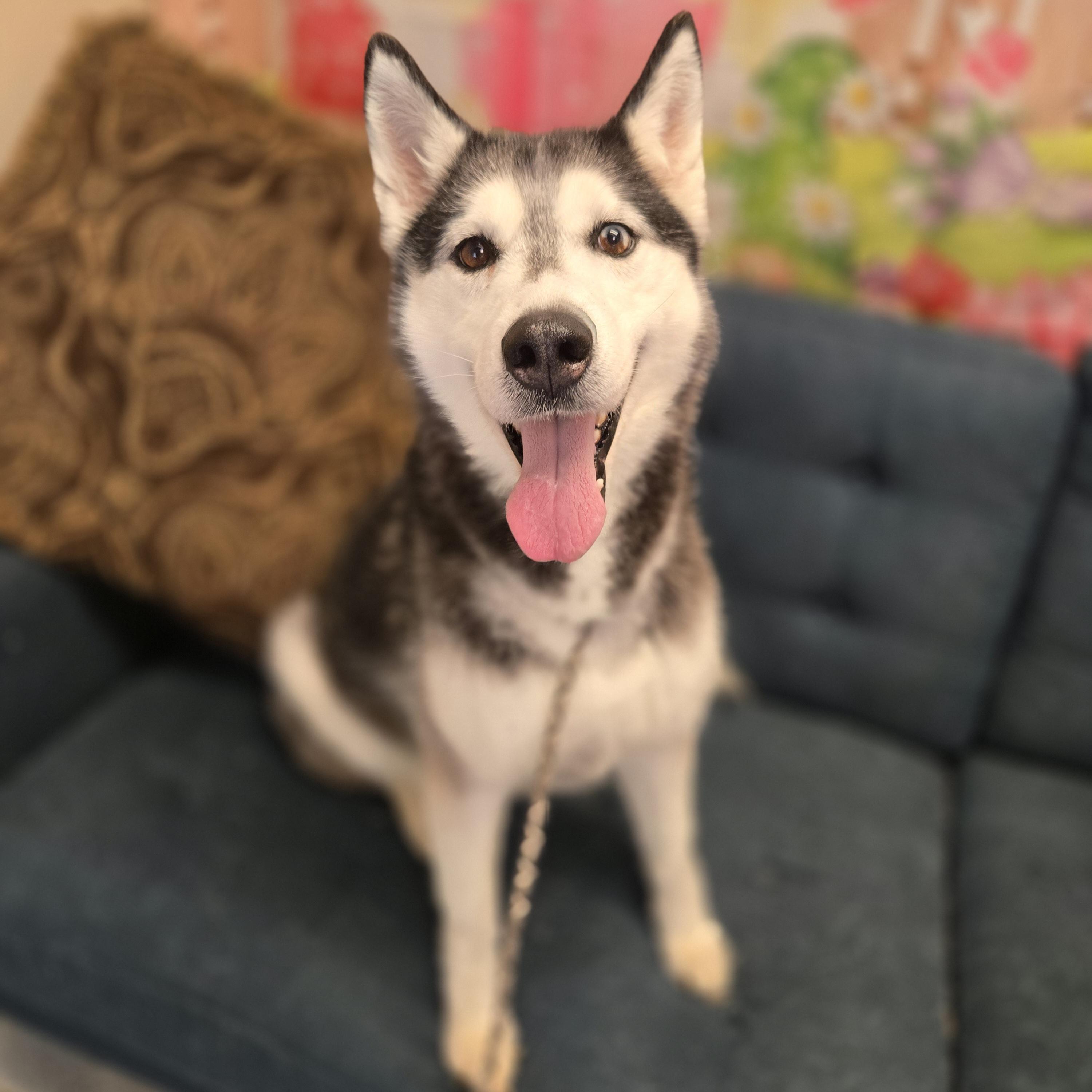 Enlarge Twister, a ADOPTABLE Siberian Husky in Normal, IL image 2/6