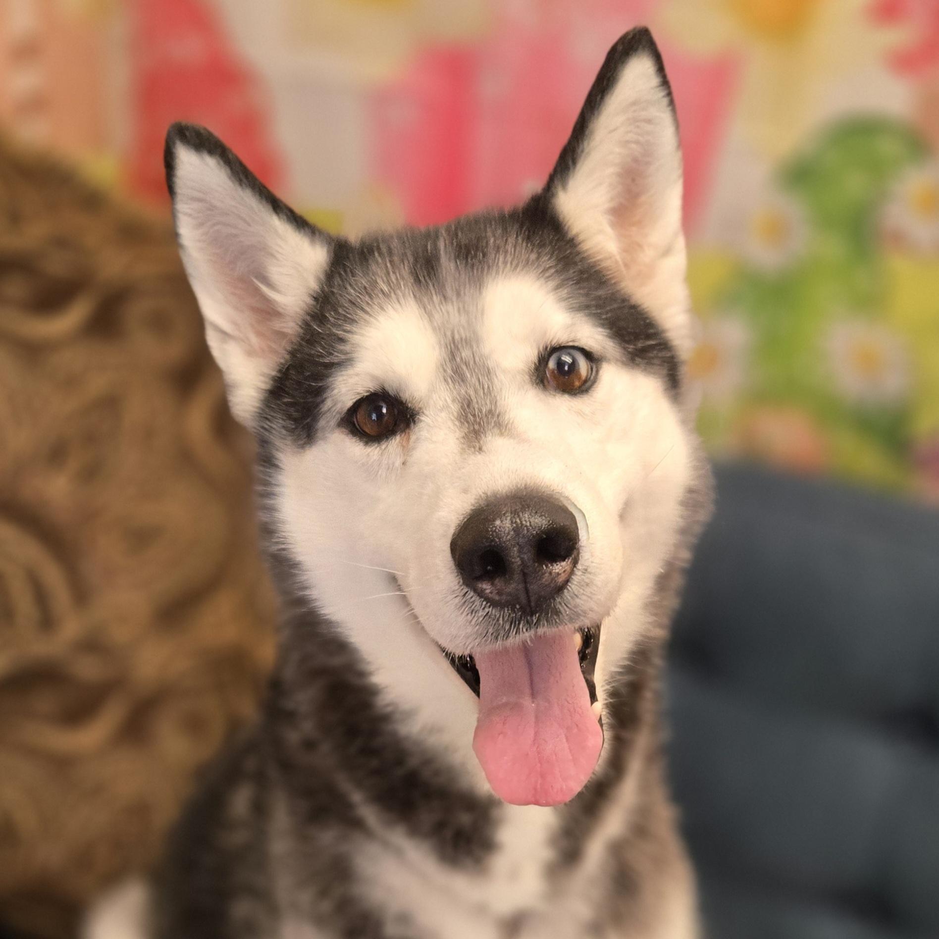Enlarge Twister, a ADOPTABLE Siberian Husky in Normal, IL image 1/6