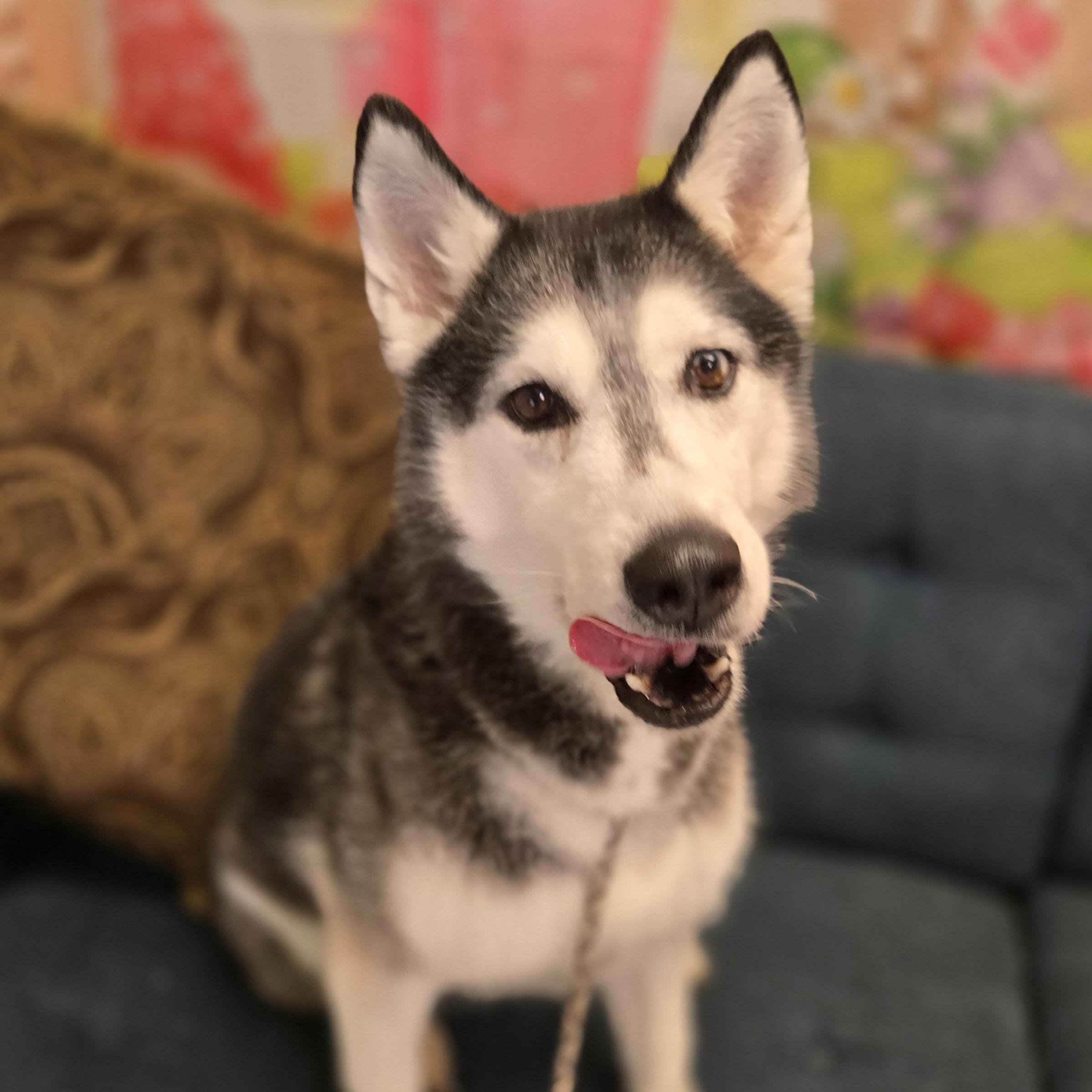 Enlarge Twister, a ADOPTABLE Siberian Husky in Normal, IL image 5/6