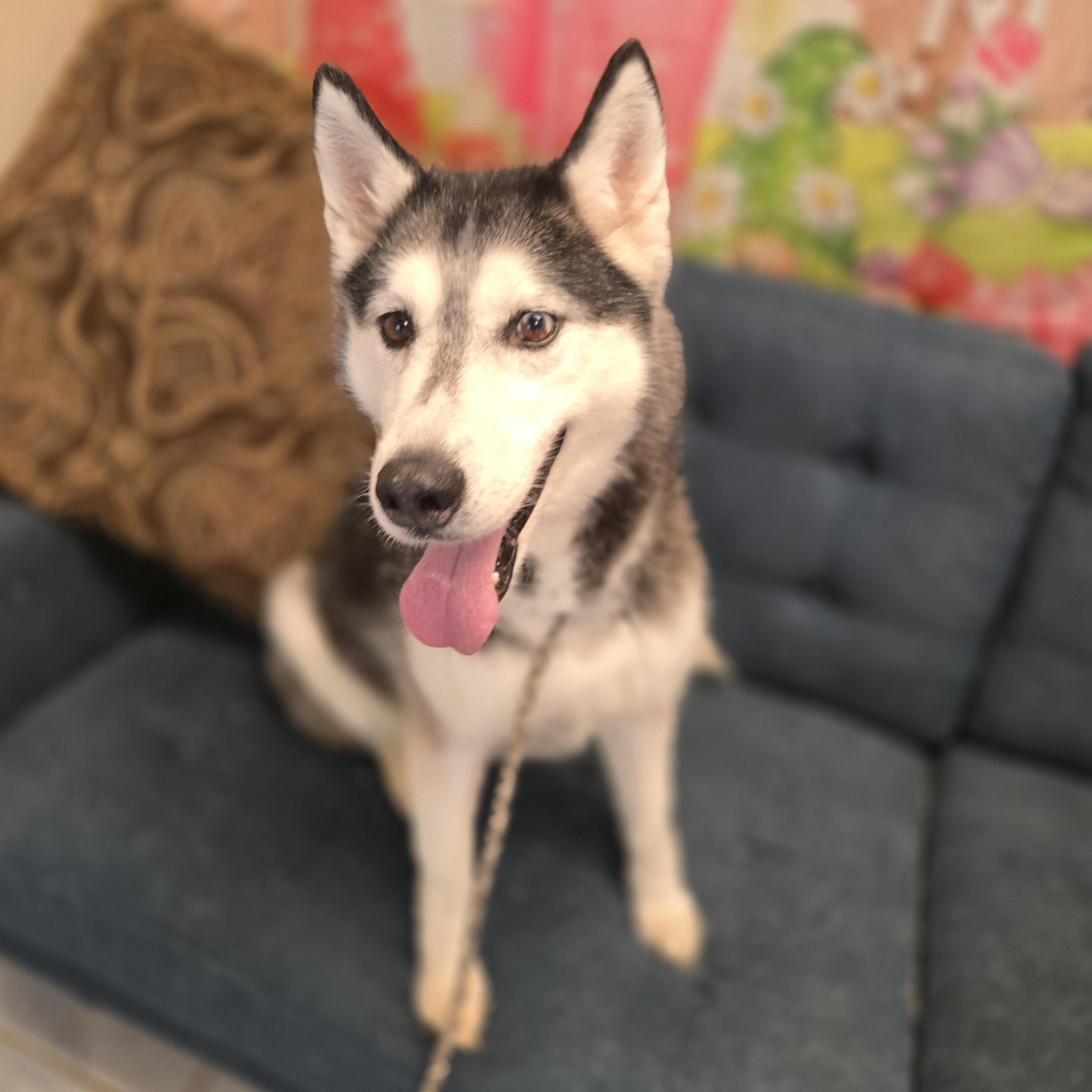 Enlarge Twister, a ADOPTABLE Siberian Husky in Normal, IL image 4/6