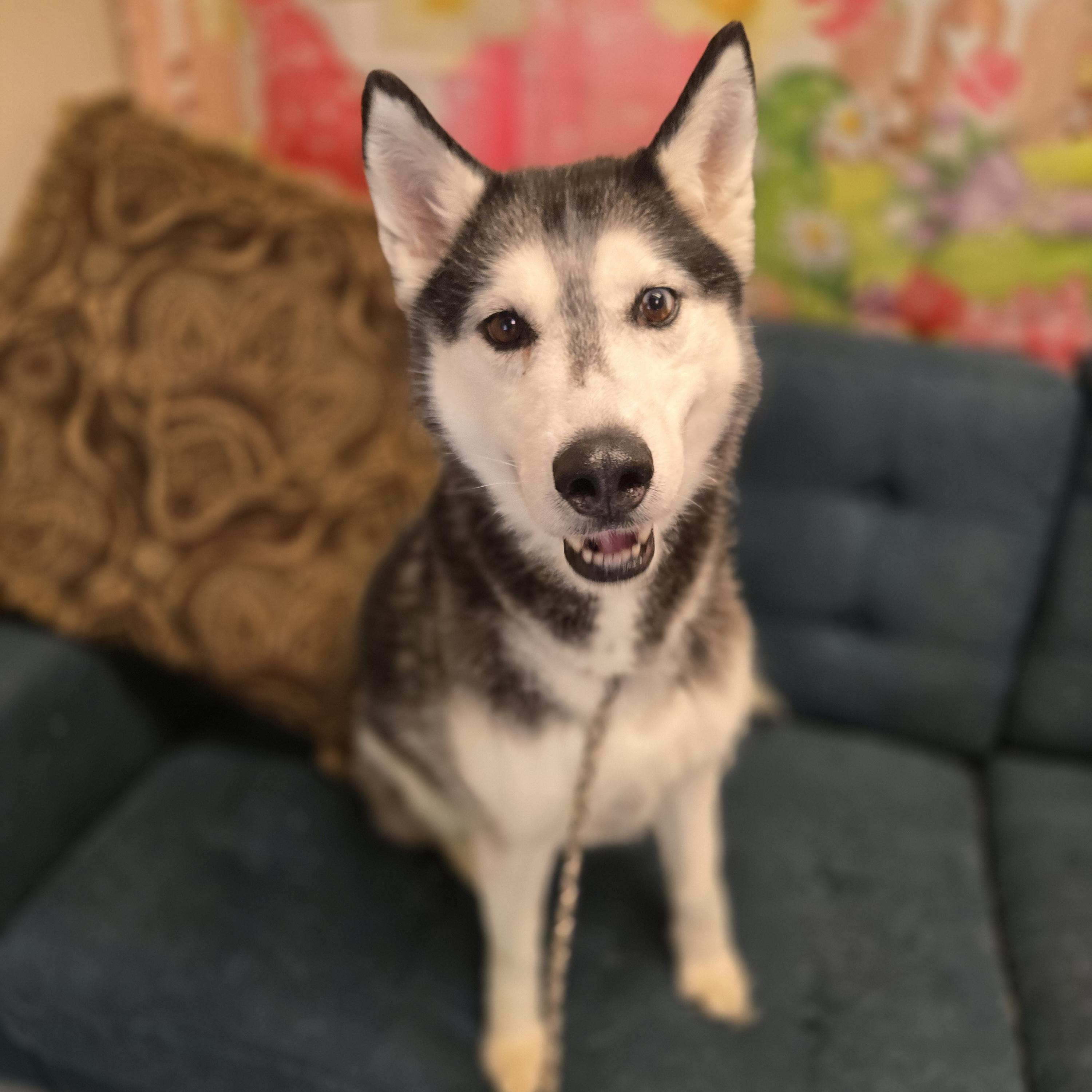 Enlarge Twister, a ADOPTABLE Siberian Husky in Normal, IL image 3/6