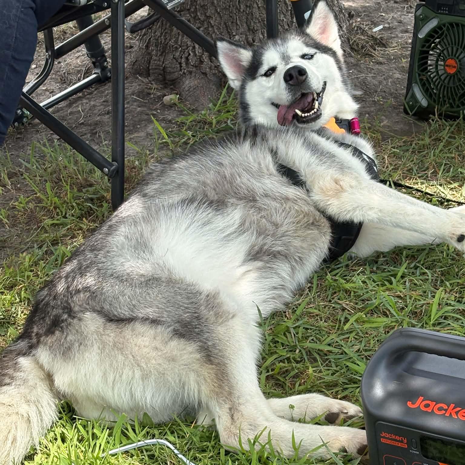 Enlarge Twister, a ADOPTABLE Siberian Husky in Normal, IL image 6/6