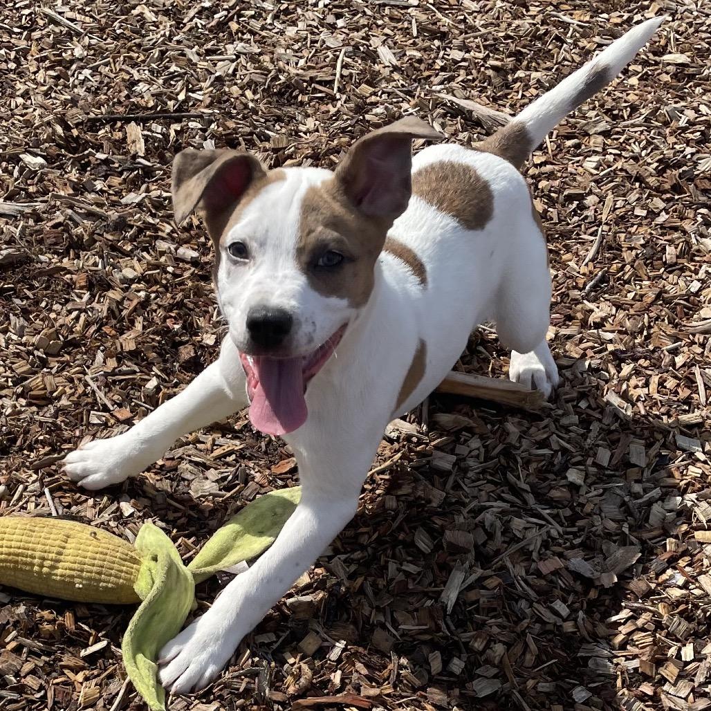 Shadow, a Adoptable Mixed Breed in Wappingers Falls, NY image 1/6