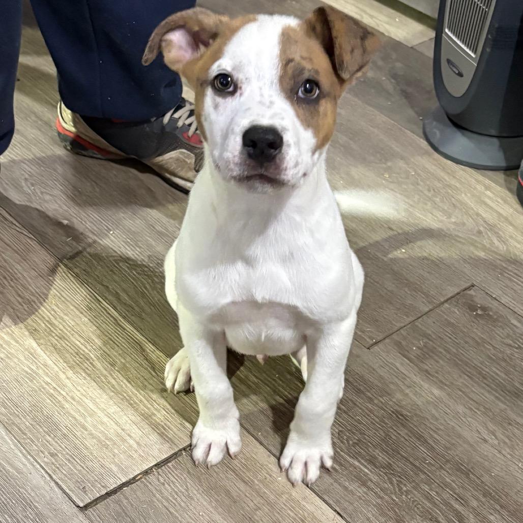 Shadow, a Adoptable Mixed Breed in Wappingers Falls, NY image 2/6