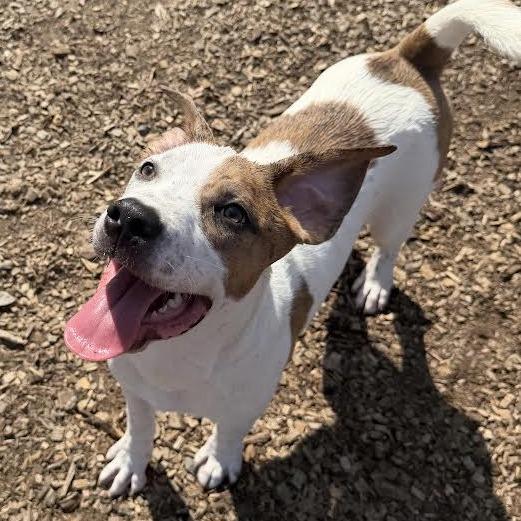 Shadow, a Adoptable Mixed Breed in Wappingers Falls, NY image 3/6