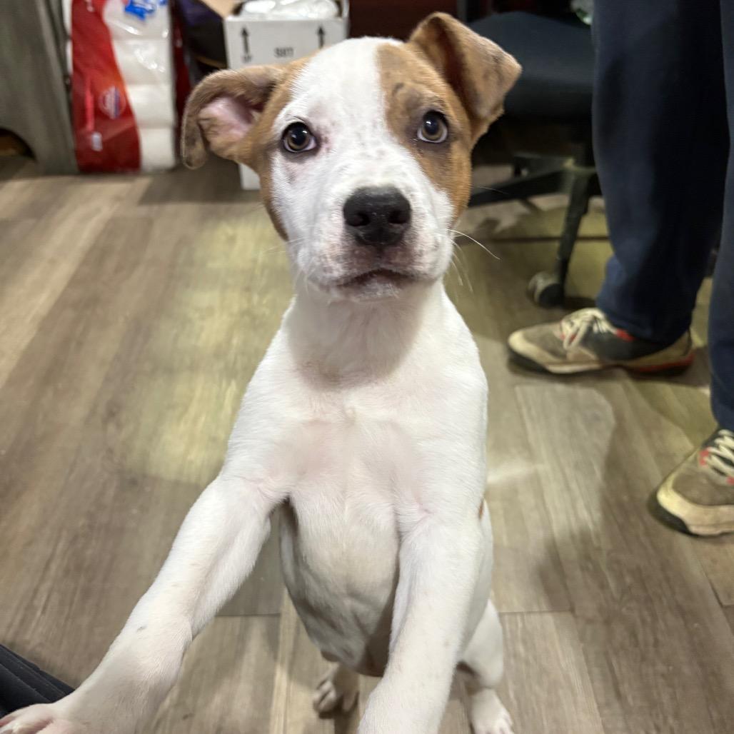 Shadow, a Adoptable Mixed Breed in Wappingers Falls, NY image 4/6