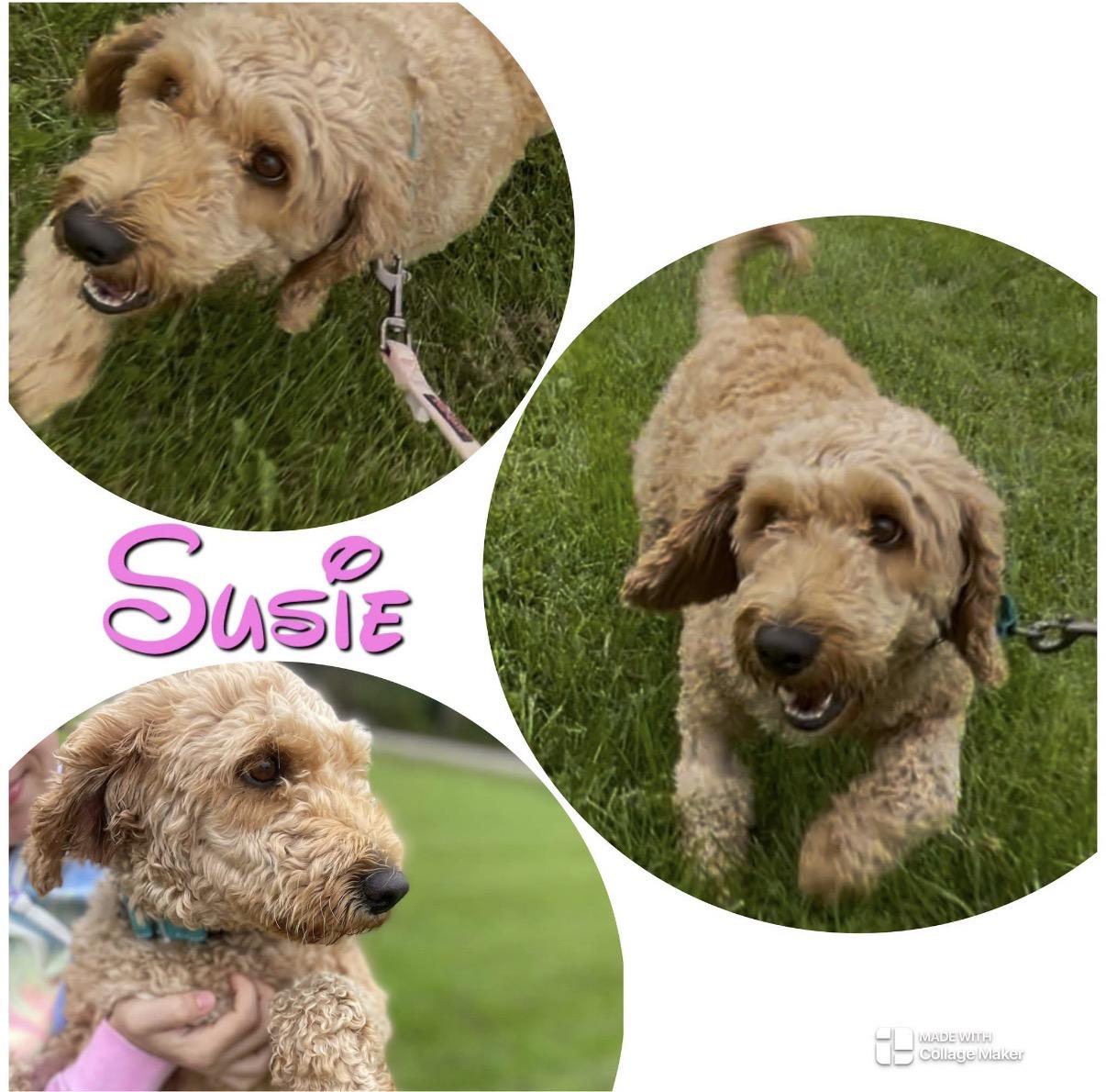 Suzy, Adopted, Adult Female Goldendoodle.