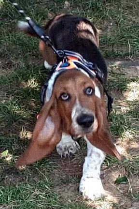 GOOSE - ADOPTION PENDING!, Adoptable, Puppy Male Basset Hound.