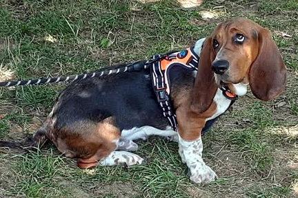 GOOSE - ADOPTION PENDING!, a Adoptable Basset Hound in Mays Landing, NJ image 2/3