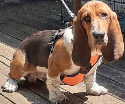 GOOSE - ADOPTION PENDING!, a Adoptable Basset Hound in Mays Landing, NJ image 3/3