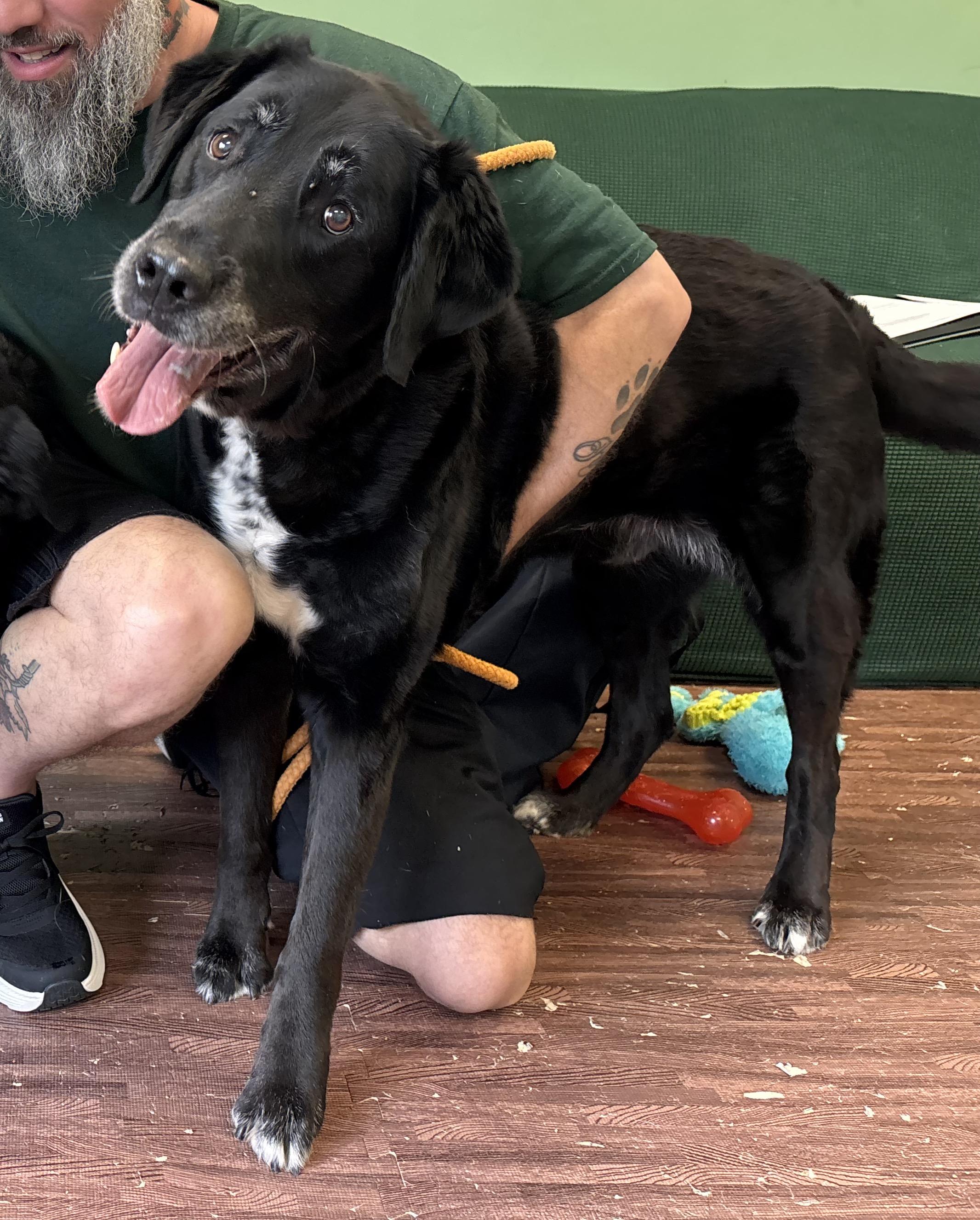 Enlarge Meg and Mike, a Adoptable mixed breed in Warrington, PA image 2/5