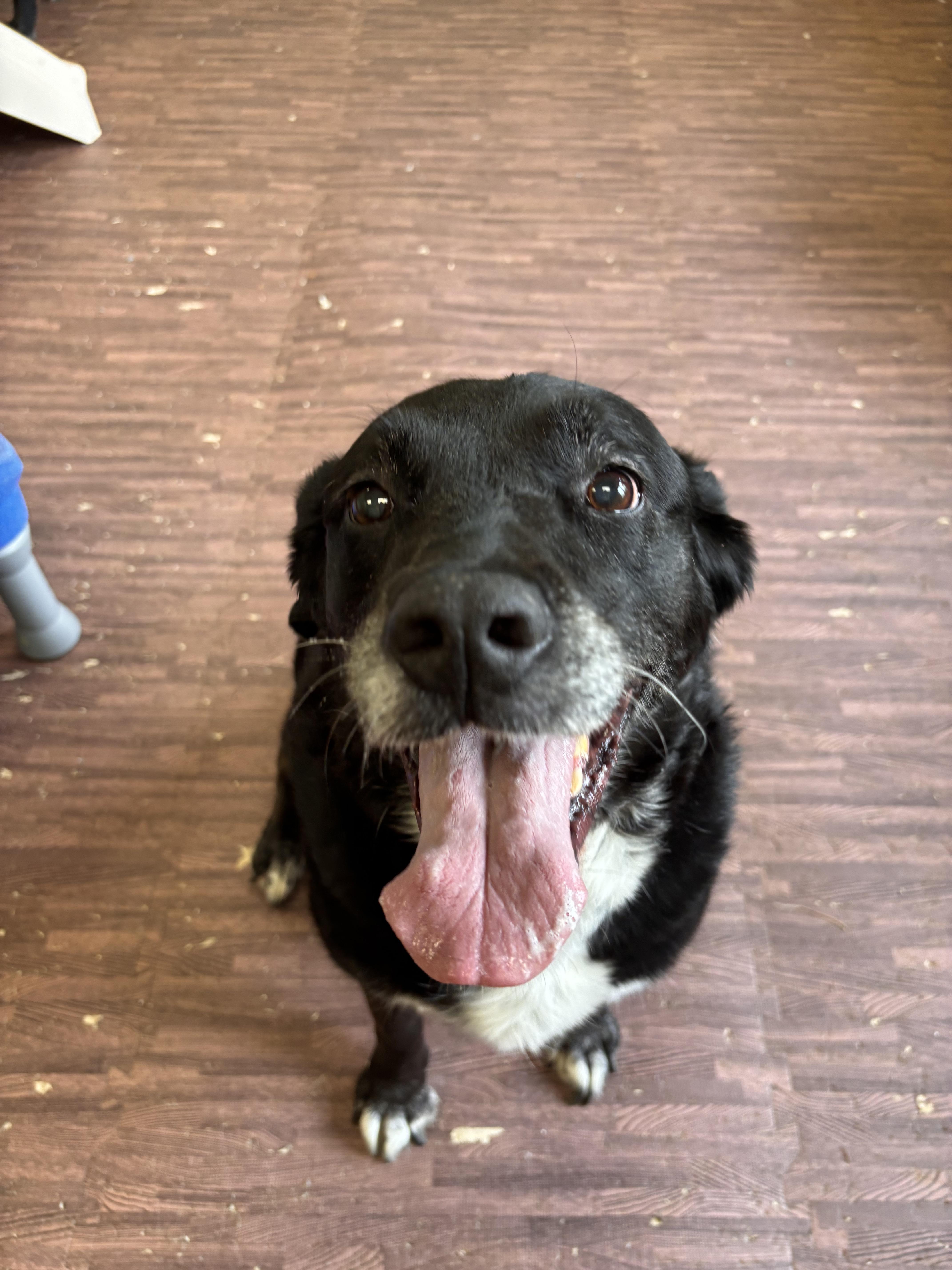Enlarge Meg and Mike, a Adoptable mixed breed in Warrington, PA image 3/5