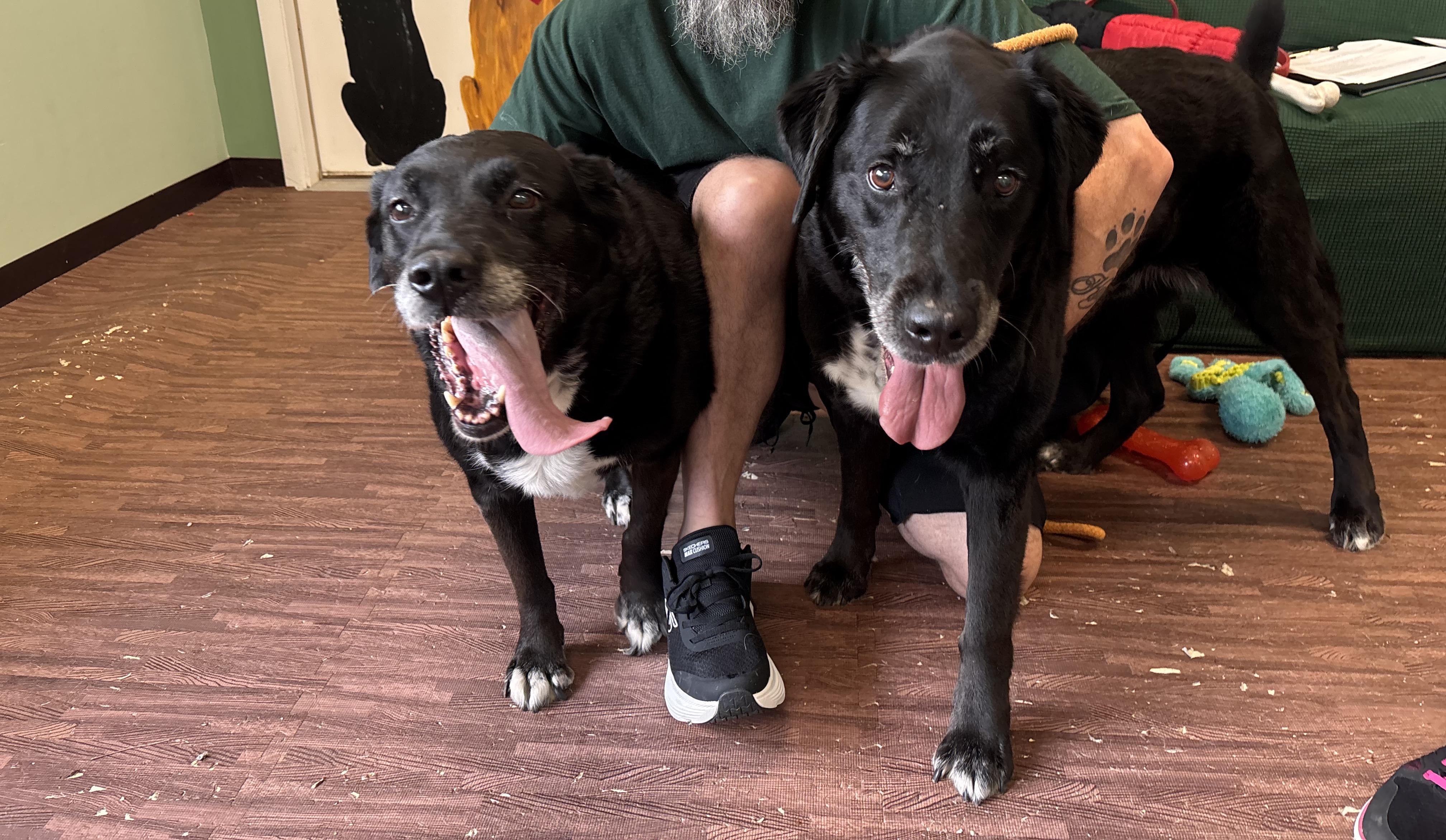 Meg and Mike, Adoptable, Senior Female Labrador Retriever.