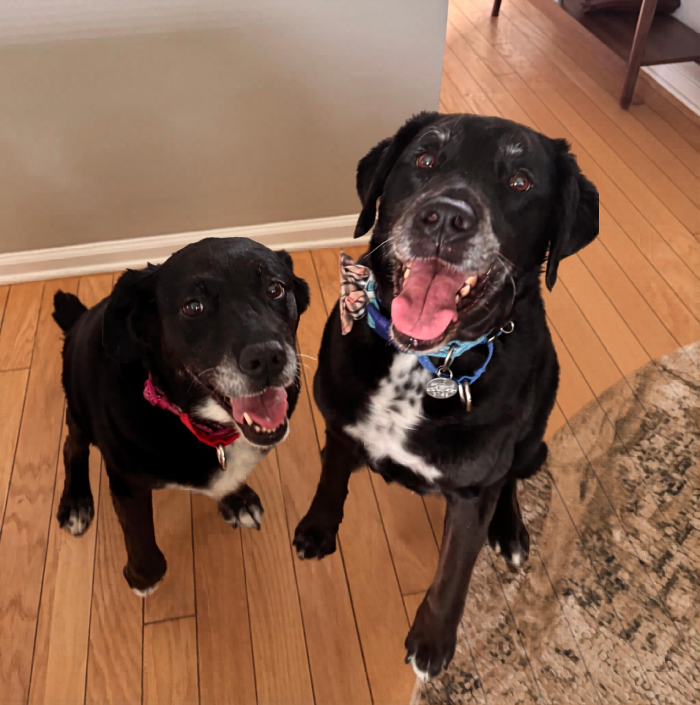 Meg and Mike, Adoptable, Senior Female Labrador Retriever.