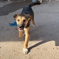 Enlarge Cocoa, a ADOPTABLE mixed breed in Bernalillo, NM image 3/3