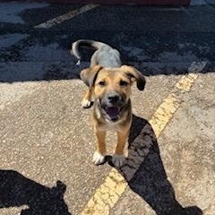 Cocoa, ADOPTABLE, Puppy Male Shepherd & Husky.