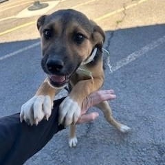 Enlarge Cocoa, a ADOPTABLE mixed breed in Bernalillo, NM image 2/3