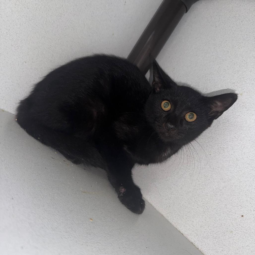 Enlarge Ralphie, a Adoptable Domestic Short Hair in New York, NY image 1/1