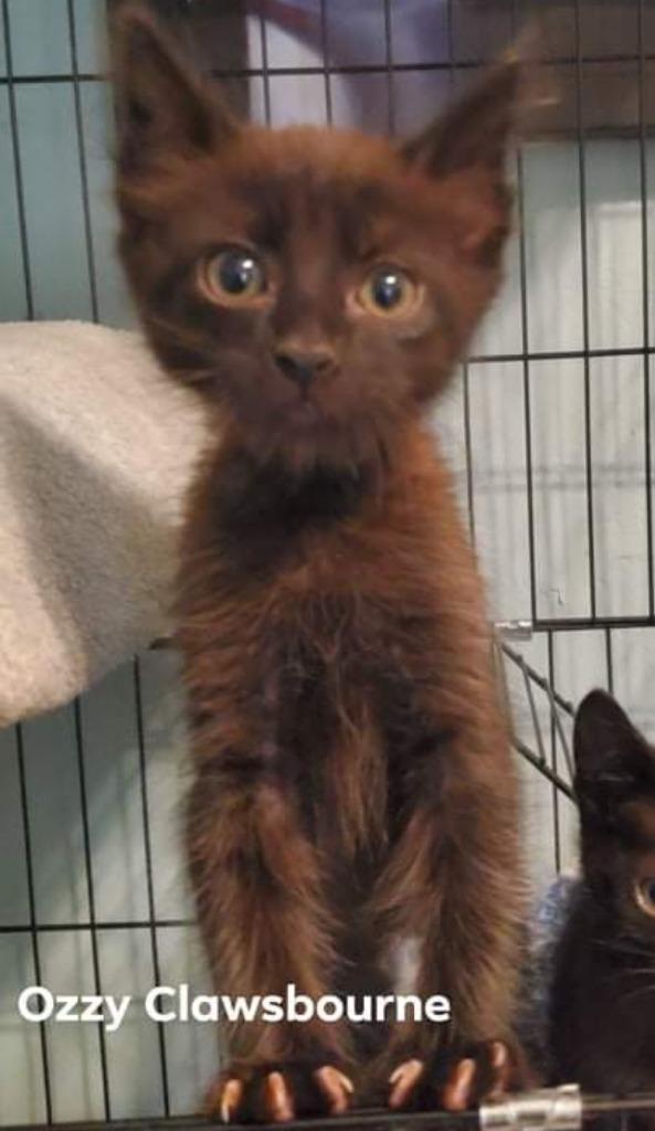 Ozzy, Adoptable, Adult Male Domestic Short Hair.