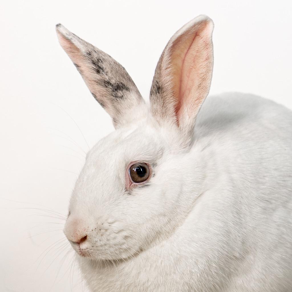 Miniberry, Adoptable, Adult Female Bunny Rabbit.
