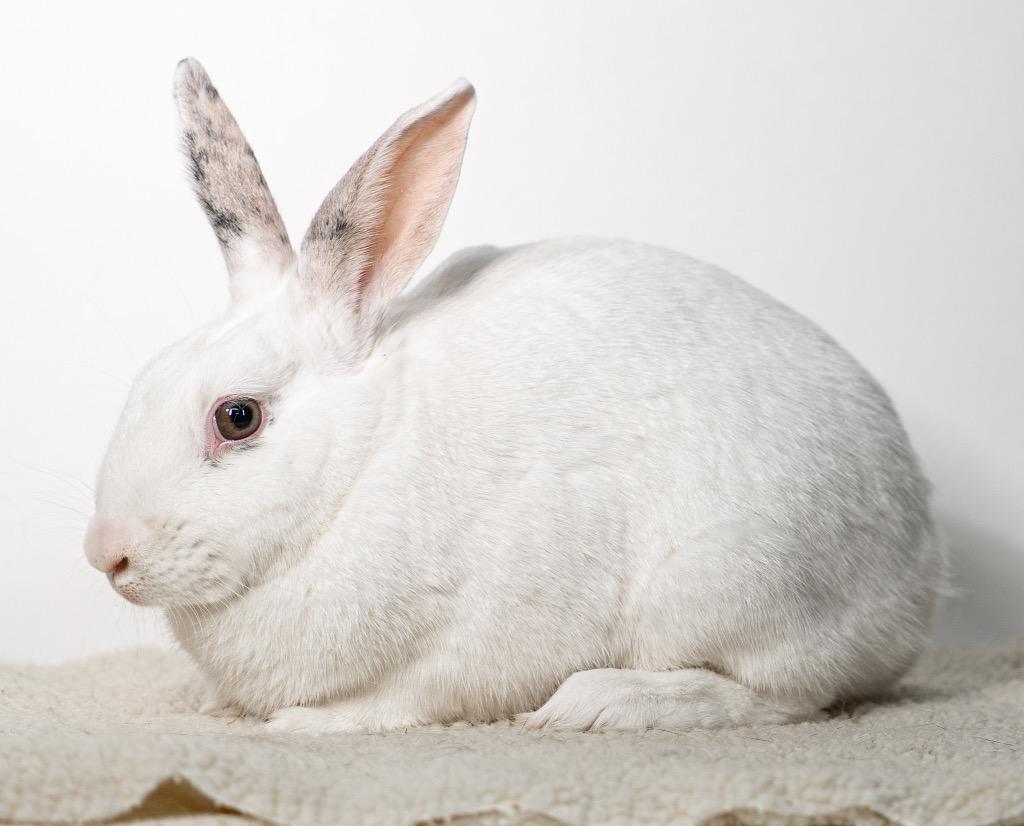 Enlarge Miniberry, a Adoptable Bunny Rabbit in San Francisco, CA image 1/6