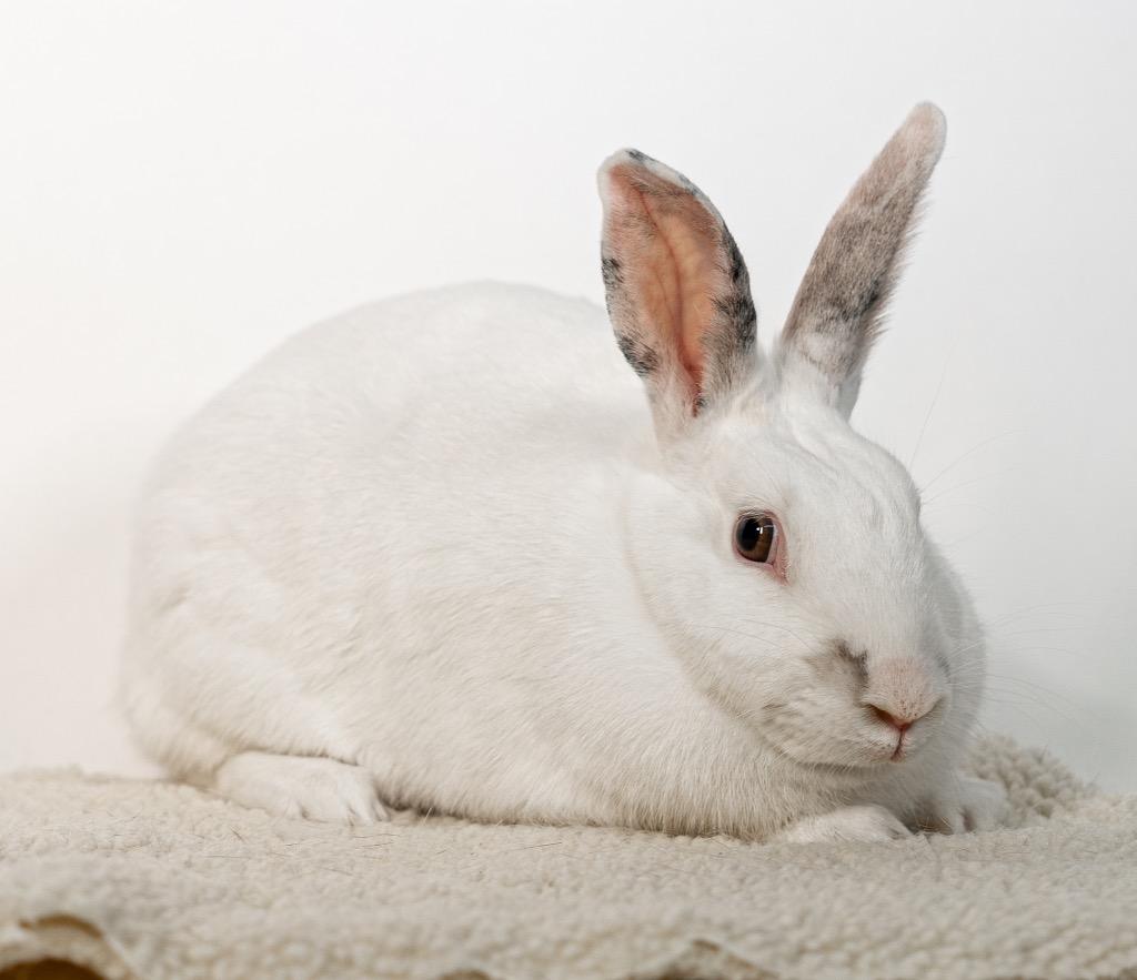 Enlarge Miniberry, a Adoptable Bunny Rabbit in San Francisco, CA image 3/6