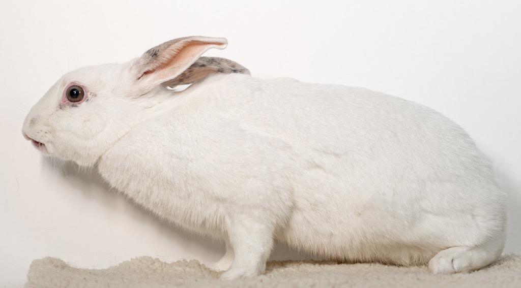 Enlarge Miniberry, a Adoptable Bunny Rabbit in San Francisco, CA image 4/6