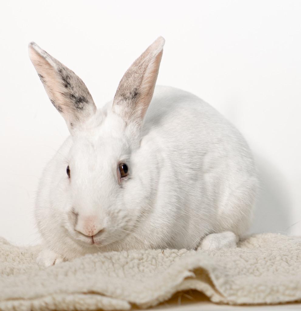 Enlarge Miniberry, a Adoptable Bunny Rabbit in San Francisco, CA image 5/6