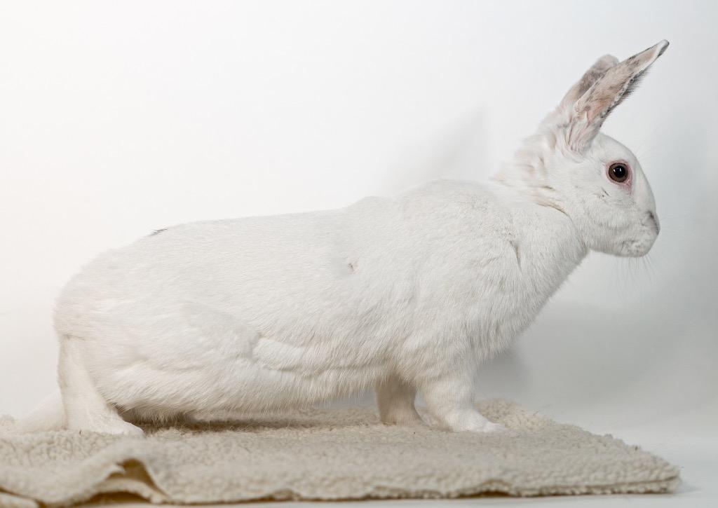 Enlarge Miniberry, a Adoptable Bunny Rabbit in San Francisco, CA image 6/6