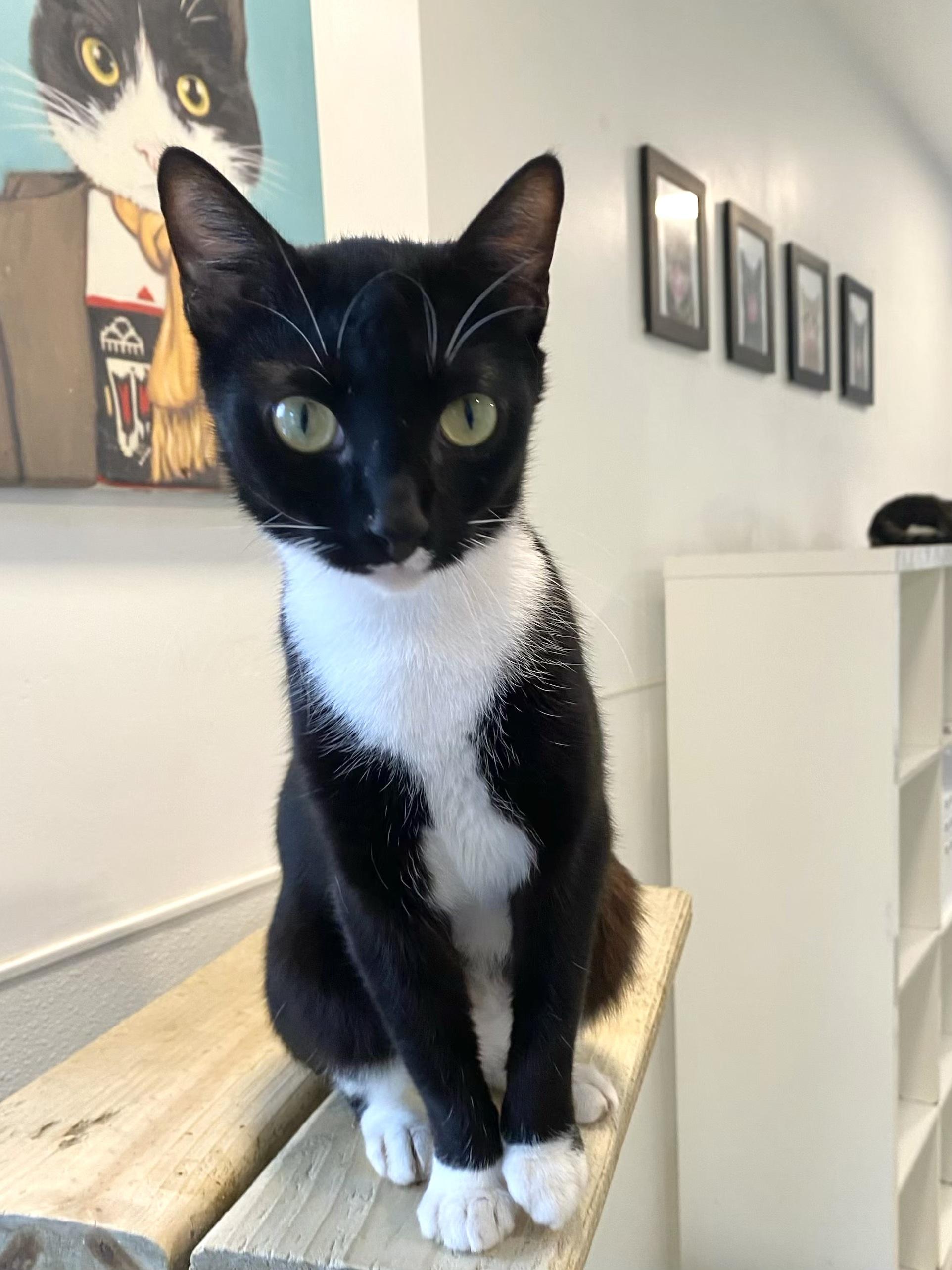 Tuxie