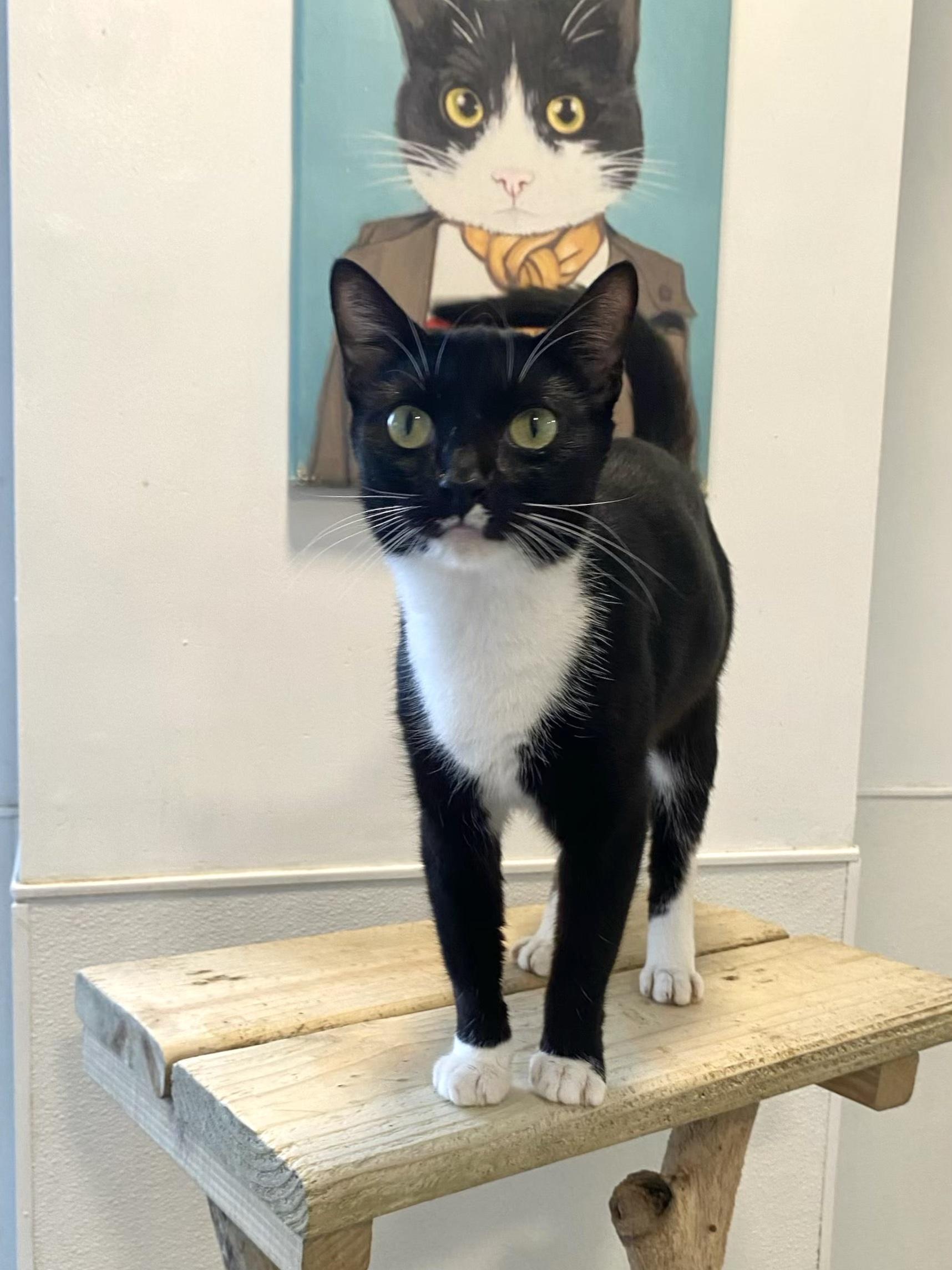 Tuxie