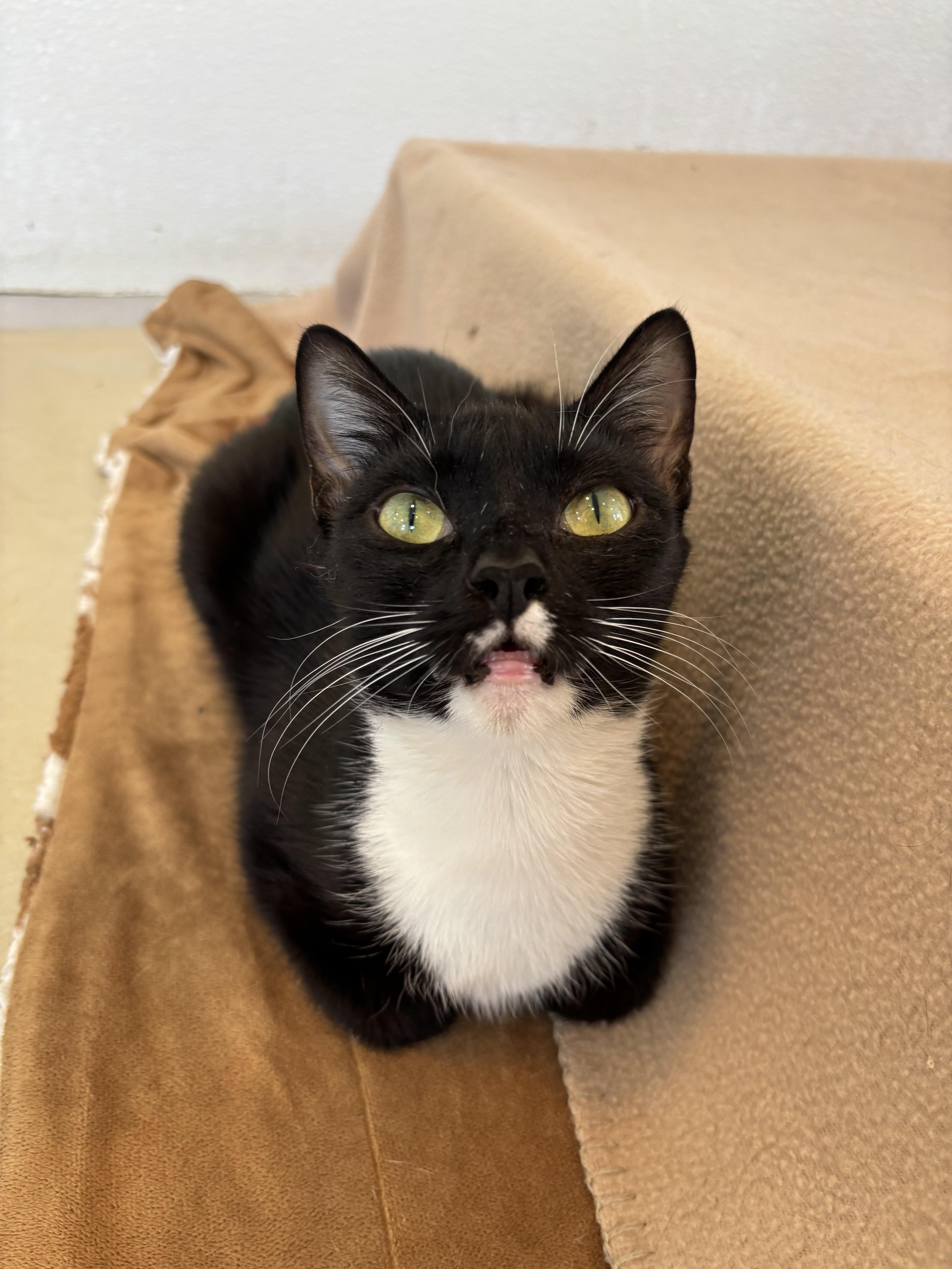 Tuxie