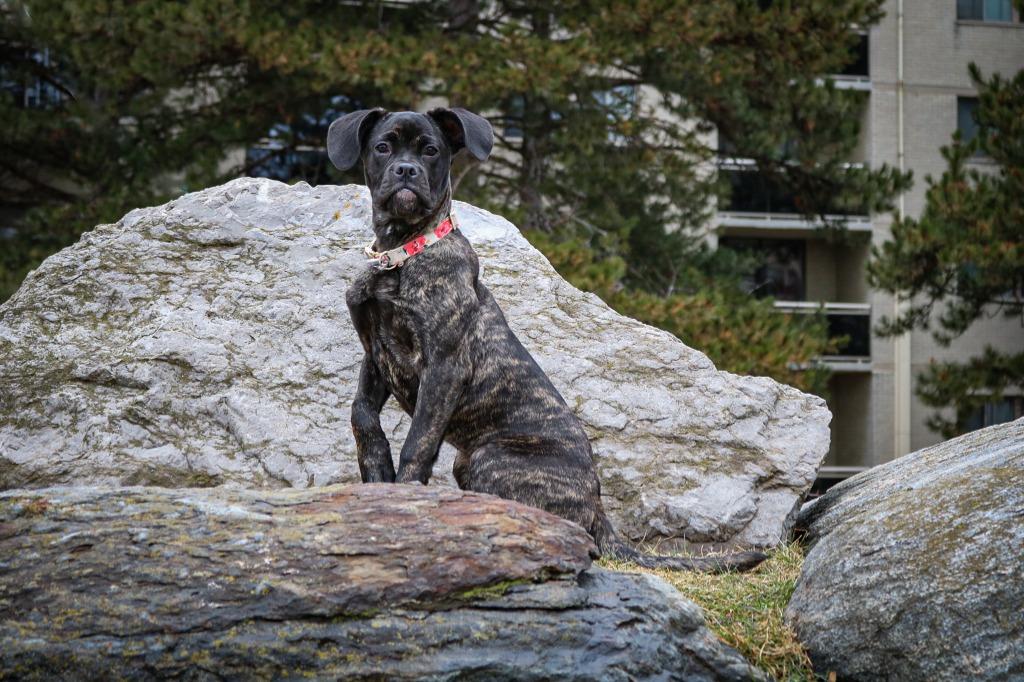 Rose, a Adoptable mixed breed in Toronto, ON image 1/6