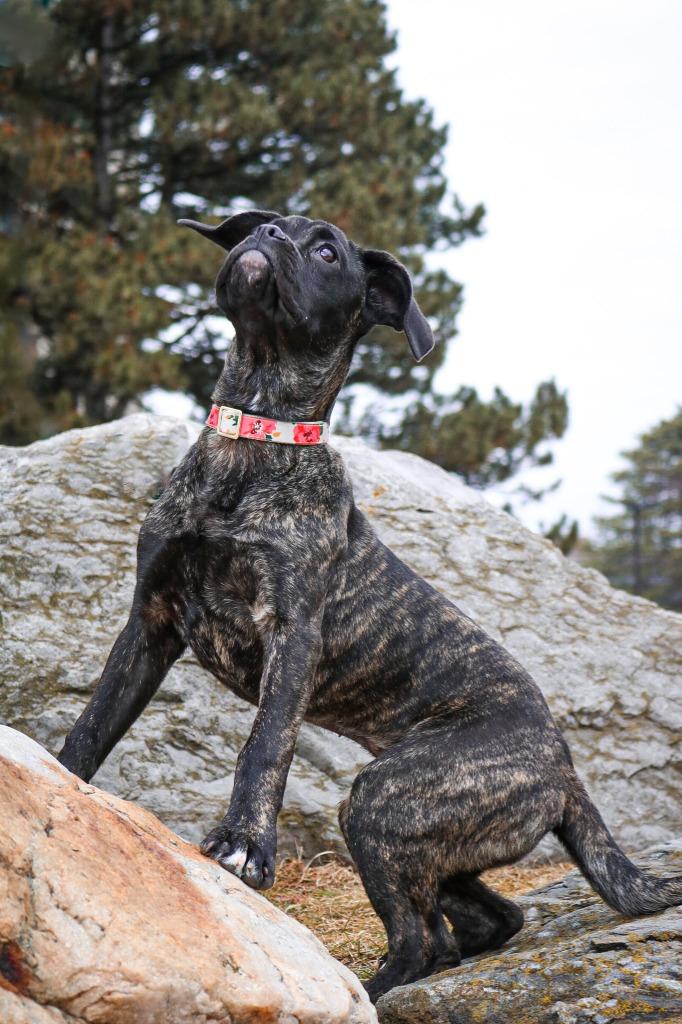 Rose, a Adoptable mixed breed in Toronto, ON image 2/6