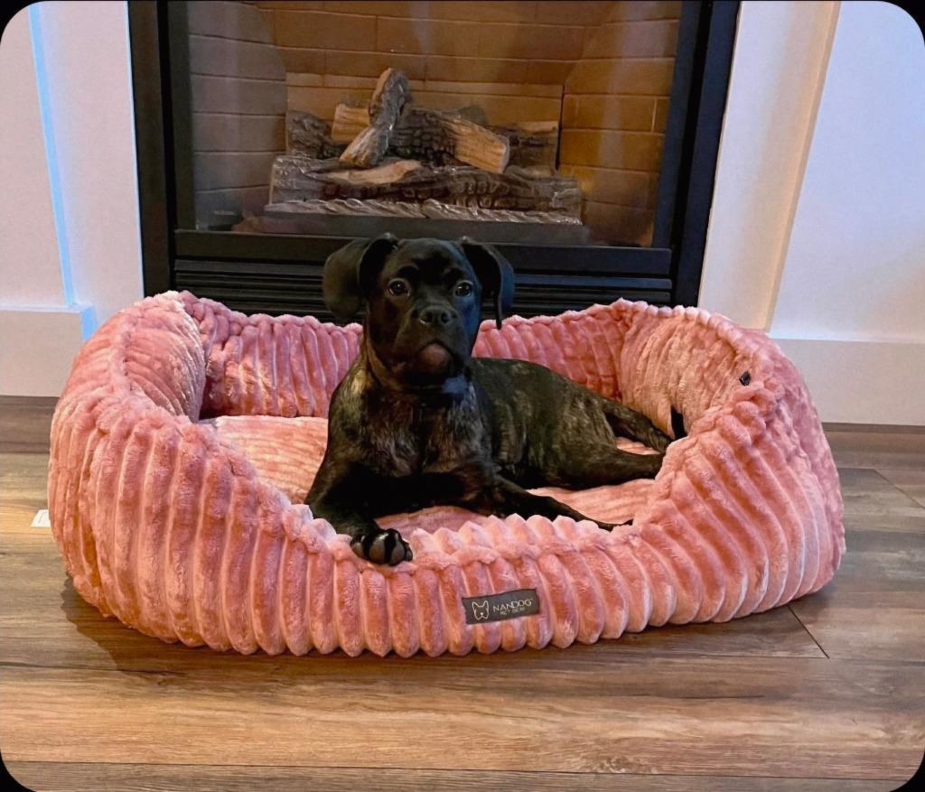 Rose, a Adoptable mixed breed in Toronto, ON image 3/6