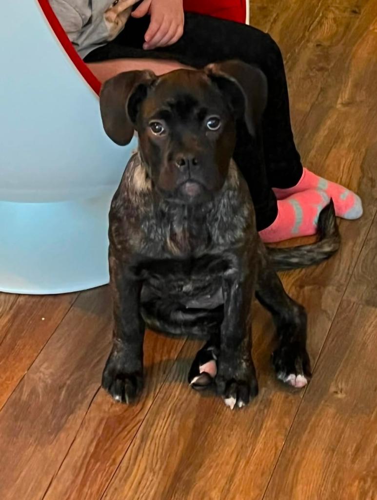 Rose, a Adoptable mixed breed in Toronto, ON image 4/6