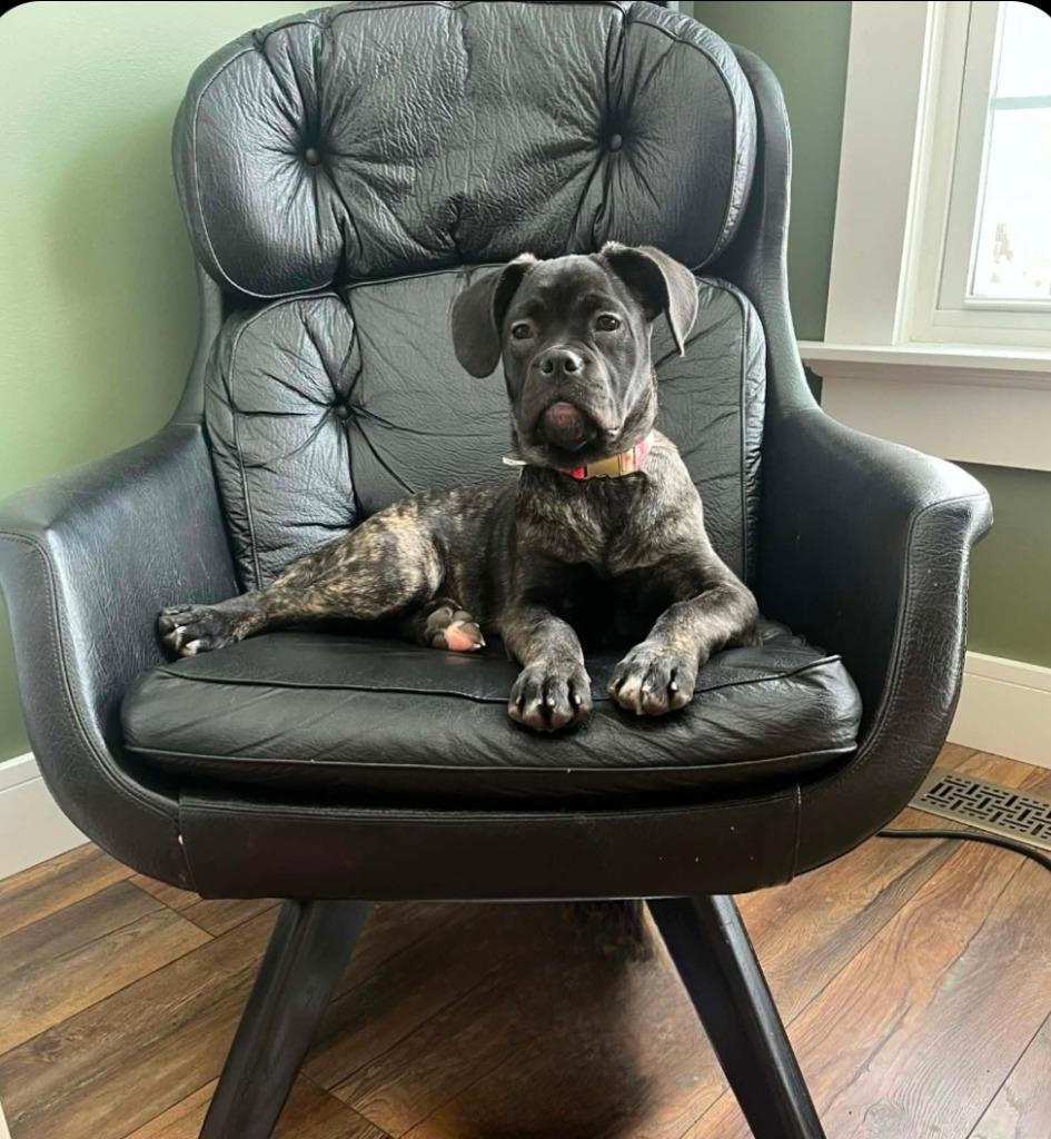 Rose, a Adoptable mixed breed in Toronto, ON image 5/6