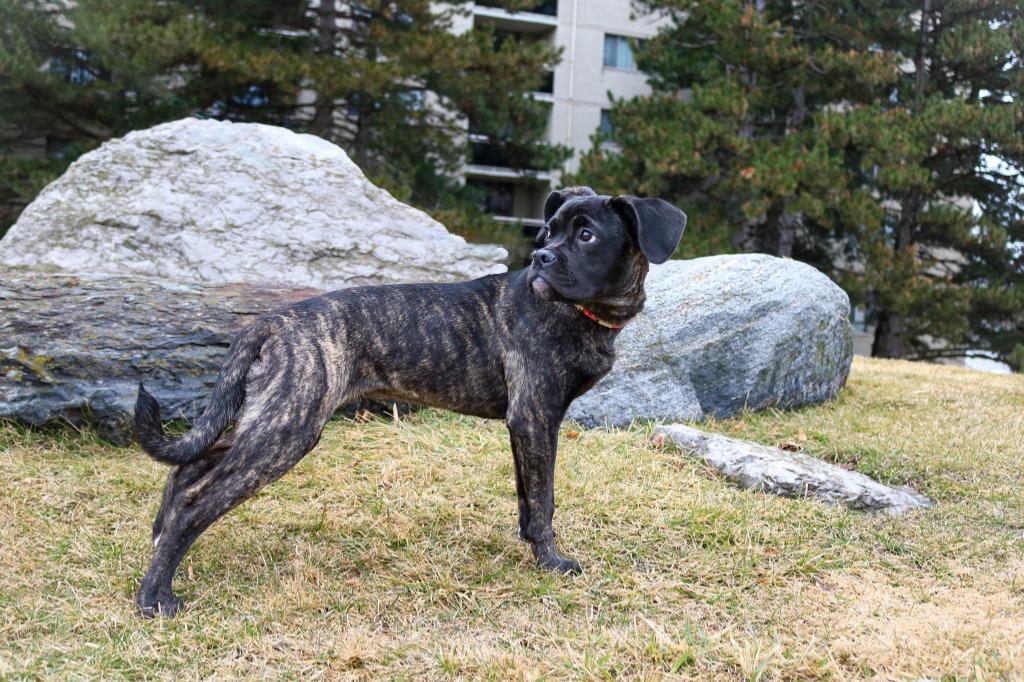 Rose, a Adoptable mixed breed in Toronto, ON image 6/6