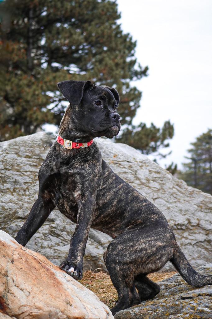 Enlarge Rose, a Adoptable mixed breed in Toronto, ON image 6/6