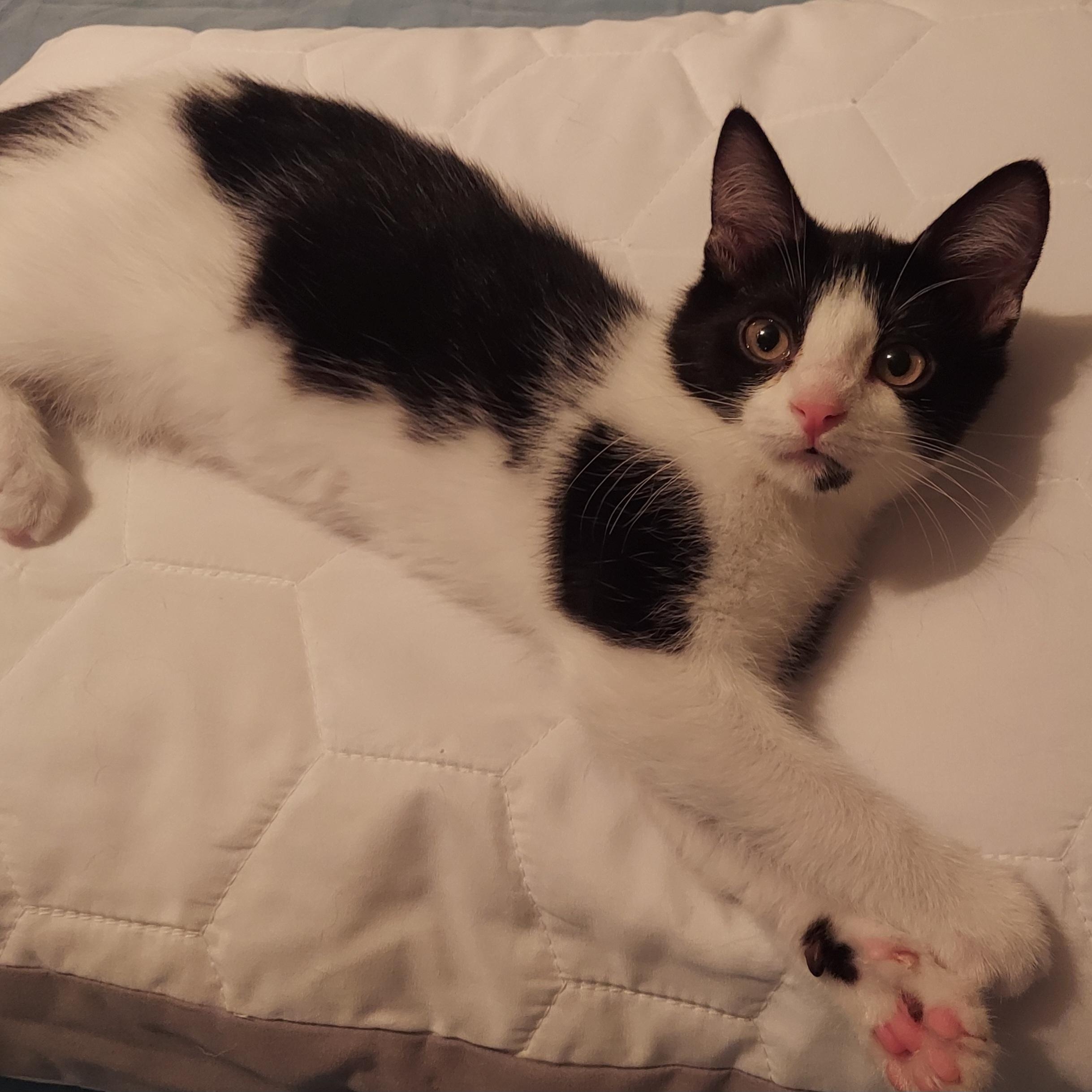 Enlarge Waffle, an adopted Domestic Short Hair in North Huntingdon, PA image 2/5