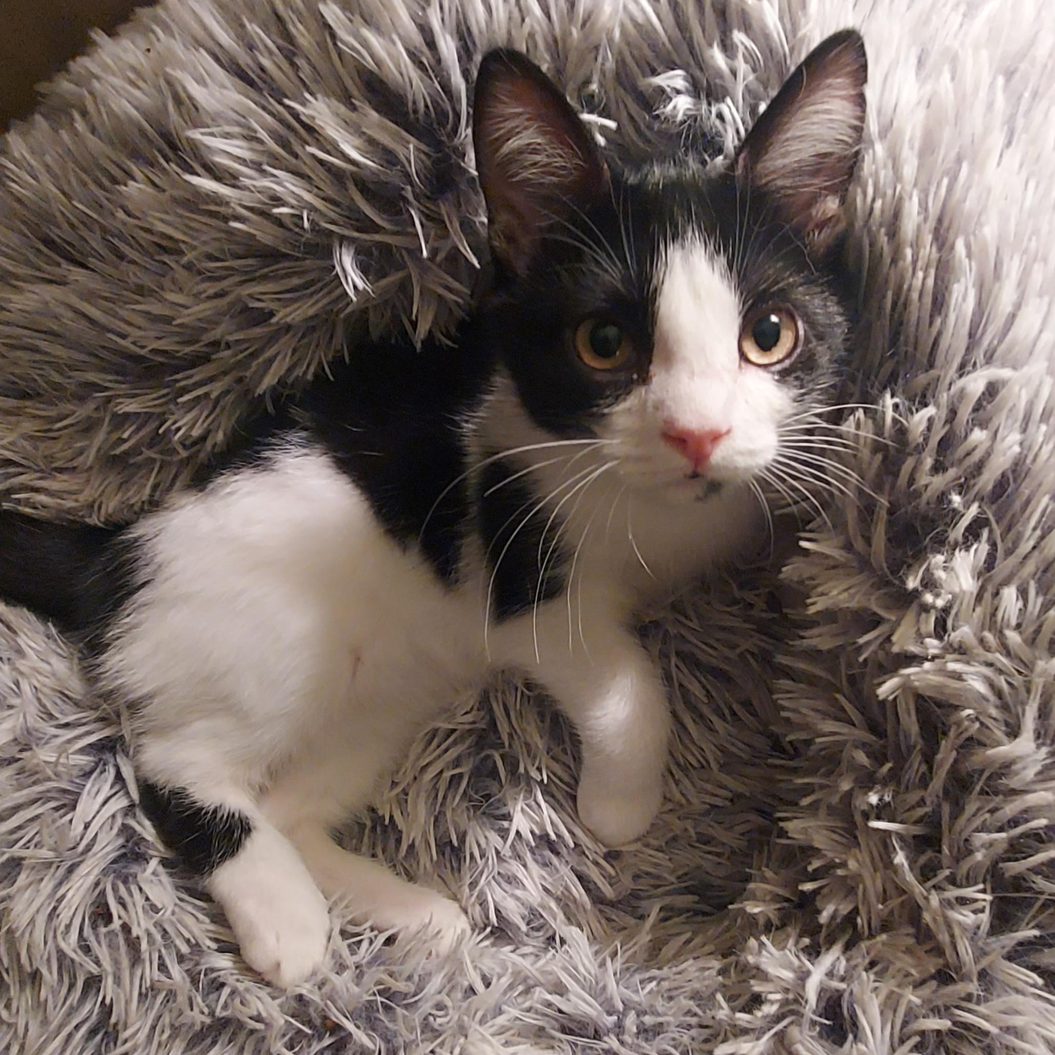 Waffle, adopted, Kitten Male Domestic Short Hair.