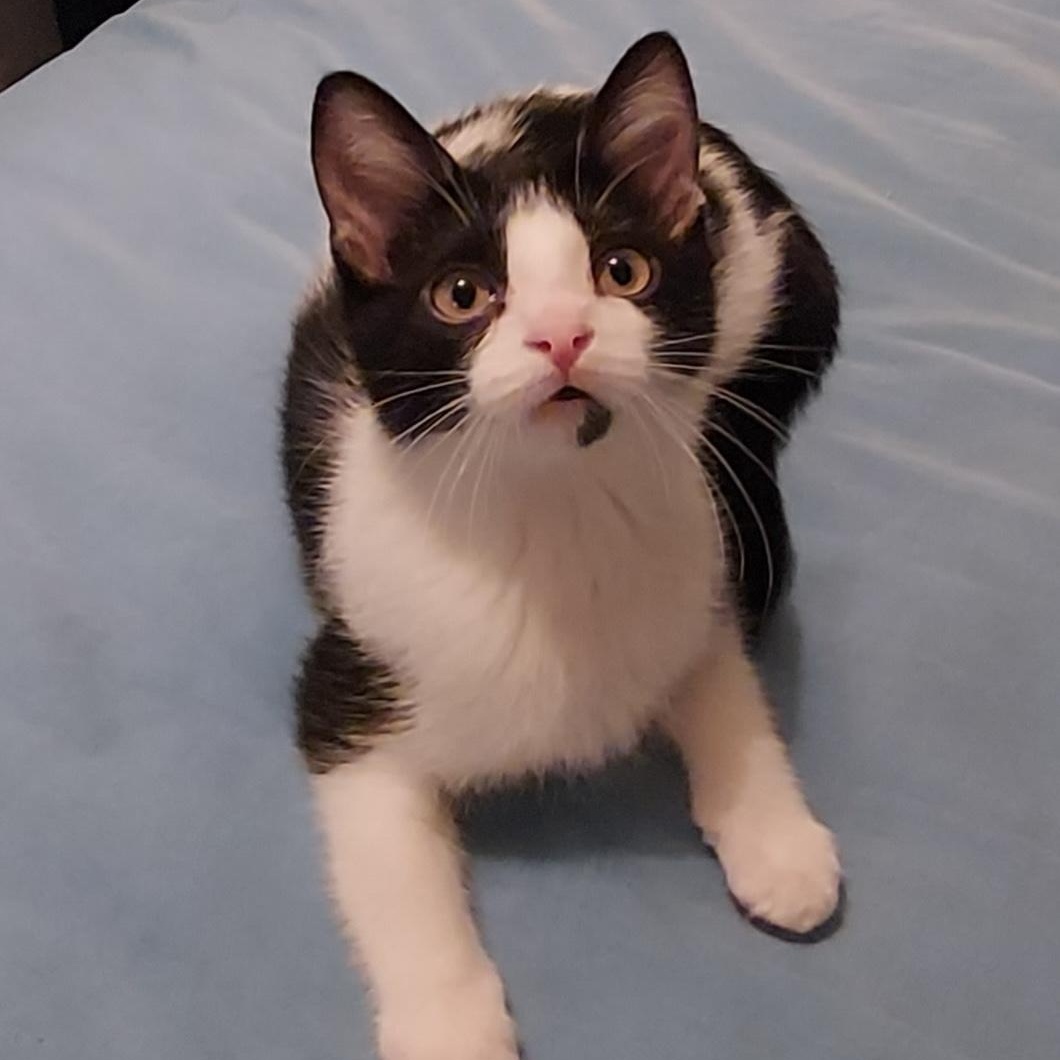 Enlarge Waffle, an adopted Domestic Short Hair in North Huntingdon, PA image 3/5