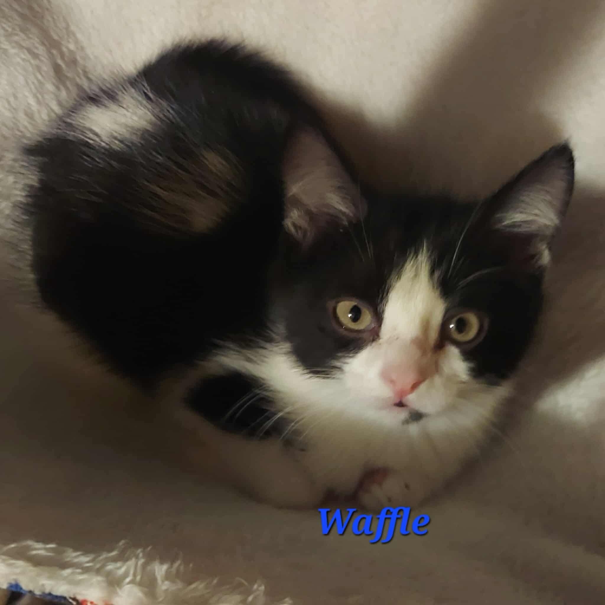 Enlarge Waffle, an adopted Domestic Short Hair in North Huntingdon, PA image 5/5
