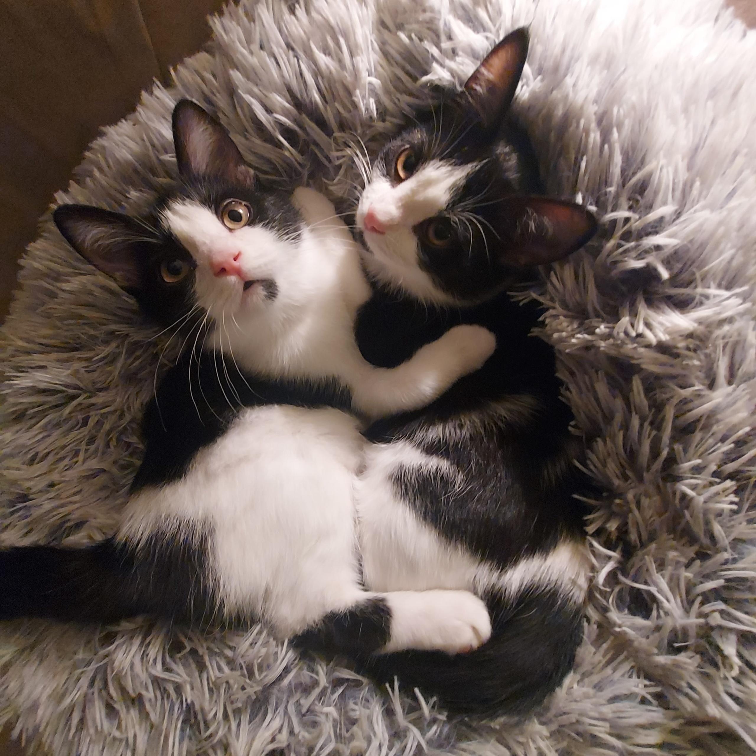 Enlarge Waffle, an adopted Domestic Short Hair in North Huntingdon, PA image 4/5