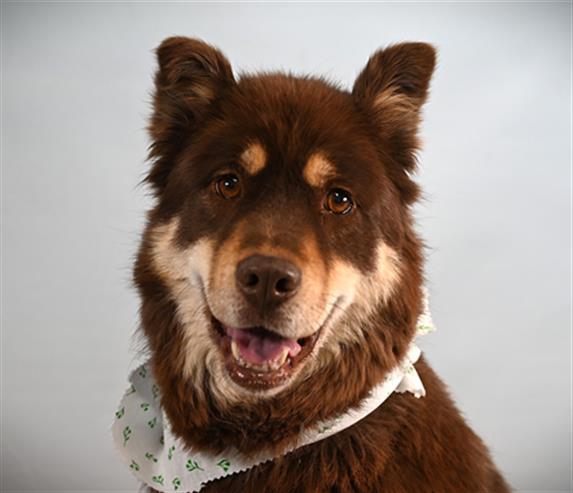 Enlarge LUNA, a Adoptable mixed breed in Loveland, CO image 1/1