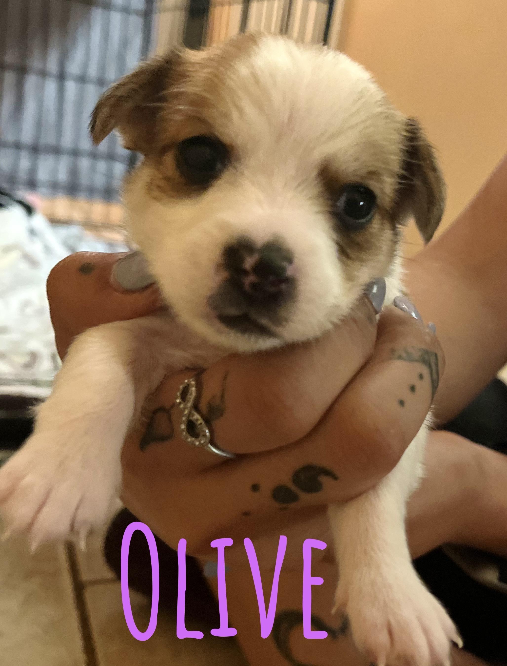 Olive, a Adopted mixed breed in Somerville, TX image 1/3