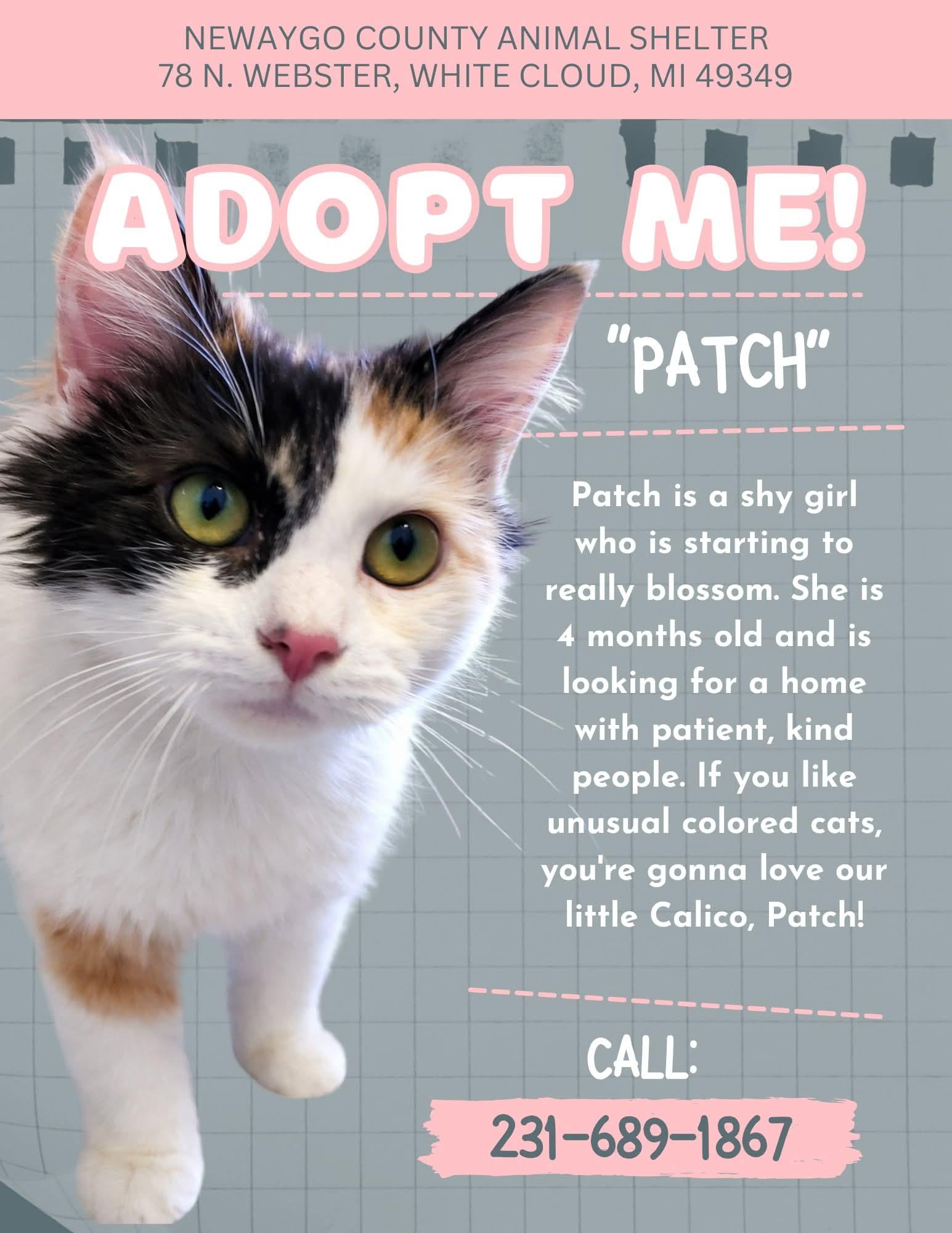 Patch, ADOPTABLE, Kitten Female Domestic Long Hair.