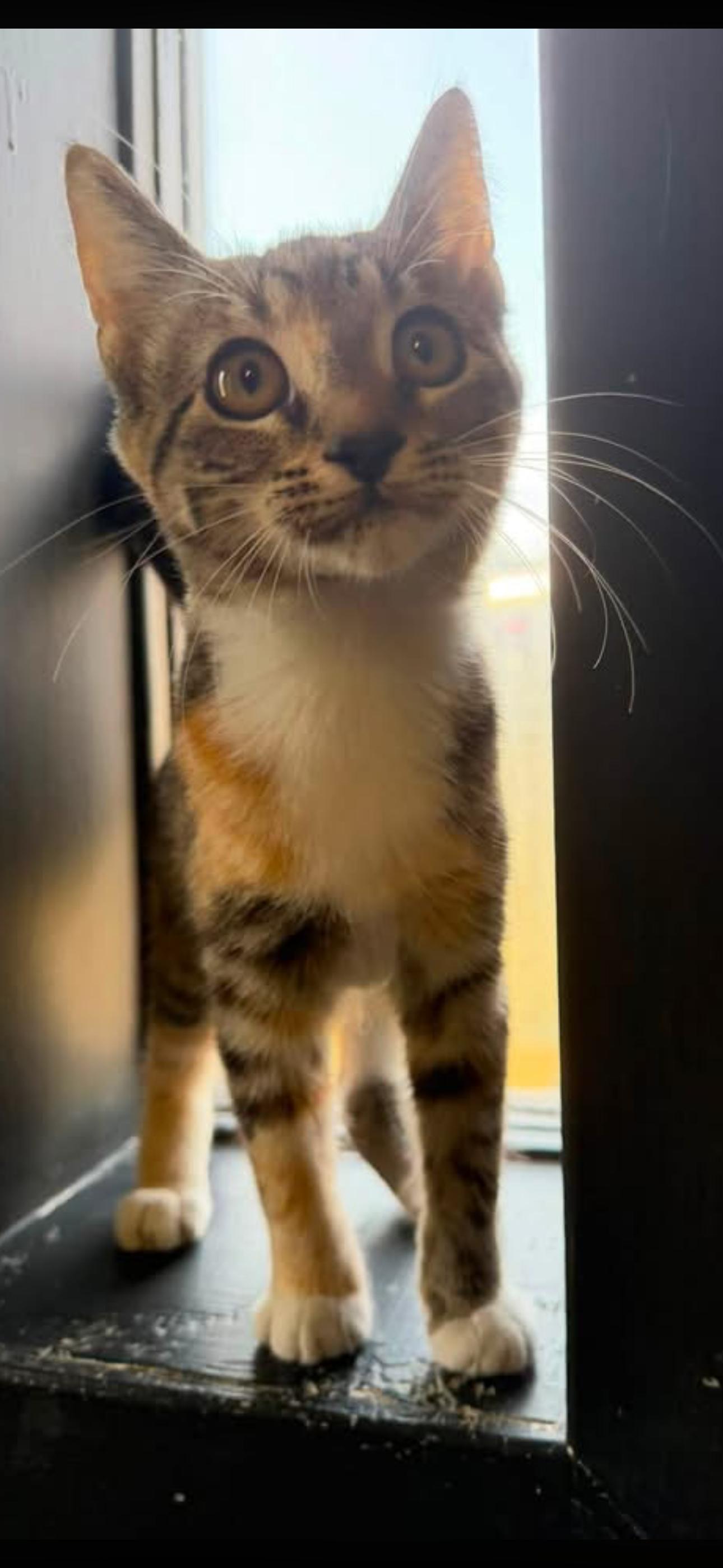 Enlarge Silly Girl, a Adoptable mixed breed in Vicksburg, MS image 1/2