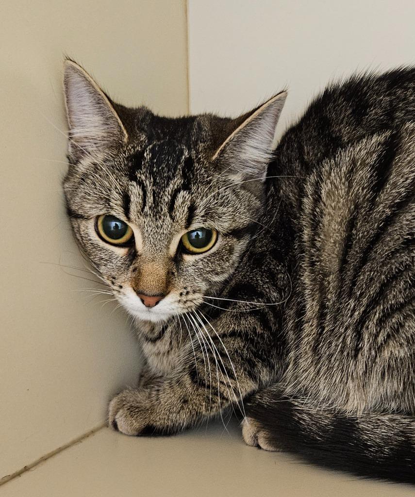 Enlarge Nola, a Adoptable Manx in Bloomington, IN image 1/2