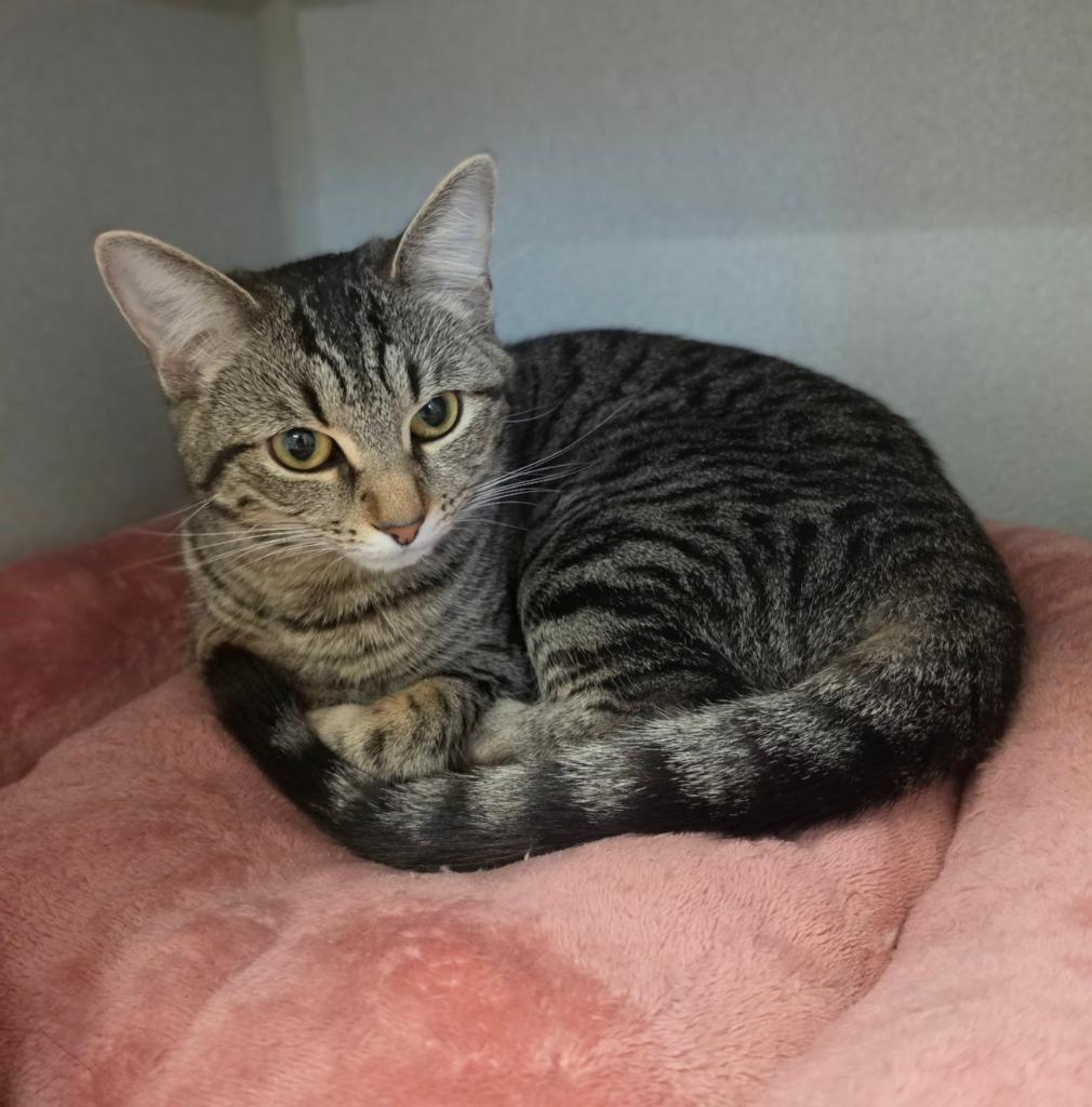Enlarge Nola, a Adoptable Manx in Bloomington, IN image 2/2